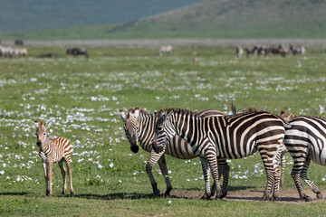 Zebra Familie mit Fohlen im Ngorongoro Krater in Tansania © Tilo Grellmann