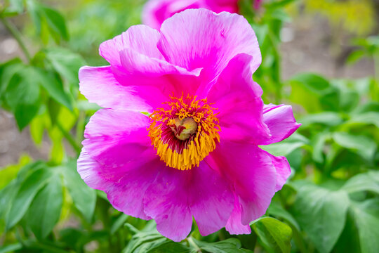 Paeonia anomala subsp. veitchii (Lynch) DYHong KYPan flower in garden outdoor