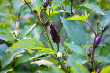 Fototapeta premium Pepper Plants Grow in a Garden During the Daytime in a Backyard Setting