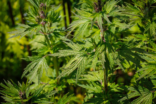 leonurus cardiaca green leaves and pink flowers