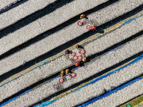 Aerial view of workers in vibrant yellow and red attire meticulously tending to rows of drying fish, creating a textured, patterned landscape, Chattogram, Chittagong Division, Bangladesh.