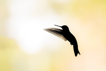 Fototapeta premium Hummingbird Silhouette in Flight Against Bright Background