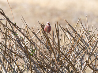 木の周りのベニマシコ