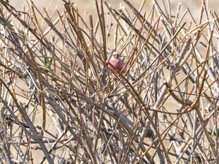 木の周りのベニマシコ