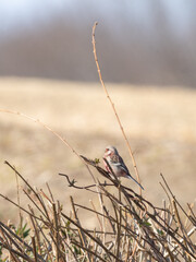 木の周りのベニマシコ