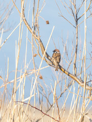 木に止まるスズメ