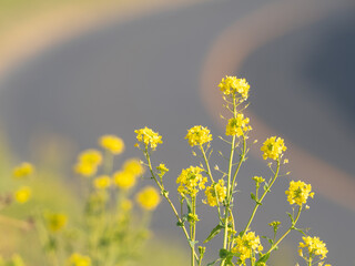 菜の花