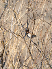 木に止まるスズメ