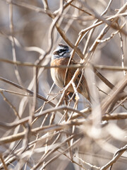 木の中のホオジロ