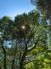 Obraz premium trees and sky