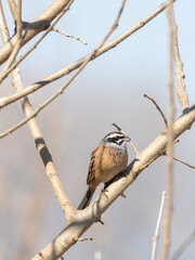 木の中のホオジロ