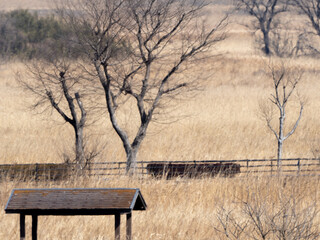 すすきと枯れ木