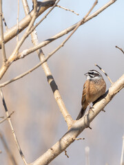 木の中のホオジロ