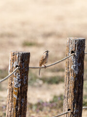 ちょこんとホオジロ