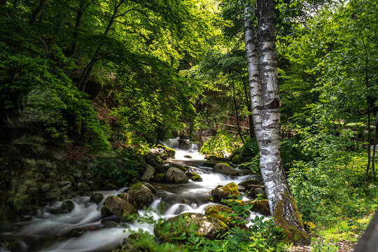 river in the forest