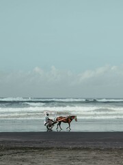 horse on the beach at parangtritis yogyakarta indonesia
