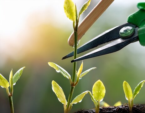 pruned water shoots on plant stems focusing on maintenance for healthy growth