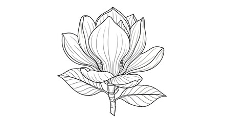 Obraz premium Elegant Black and White Magnolia Flower Illustration for Design Projects