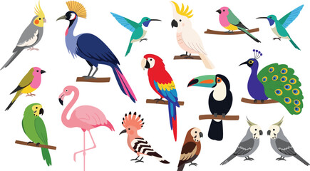 Set of tropical and exotic bird vector illustrations with colorful parrot peacock flamingo toucan macaw cockatiel and hummingbirds isolated on white background © Aminul