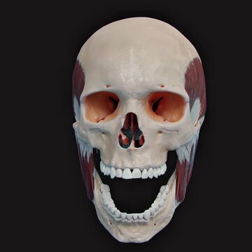 Biomechanics of the TMJs- masseter and temporalis in action during mandible elevation and depression