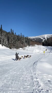 A husky sled on a snowy mountain trail to the Sheregesh ski resort. Dog sledding
