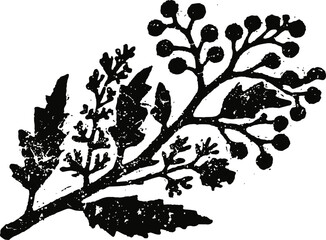Fototapeta premium Vintage botanical illustration of a branch with leaves and clustered berries in black ink