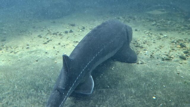 Close-up of a large sturgeon swimming gracefully over a sandy riverbed with pebbles, captured in clear underwater footage