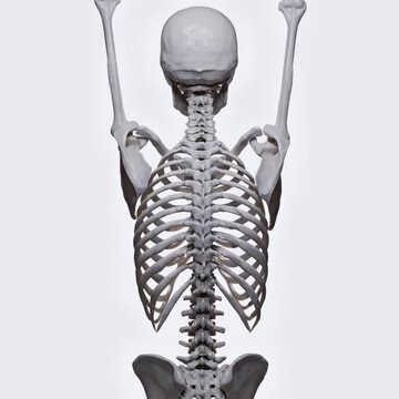 Biomechanics of the upper limb- flexion and extension of the arm