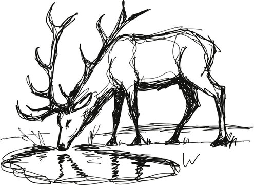 Sketch of a stag drinking water from a pond, wildlife animal nature drawing