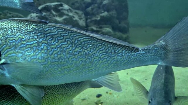 Close-up of a Shi Drum fish with blue-gold wavy patterns swimming. A second fish is visible below against a sandy and rocky bottom
