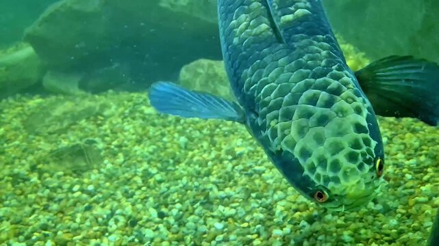 Extreme close-up of an Arapaima fish swimming toward the camera, showing detailed prehistoric head scales and bright orange eyes in a freshwater aquarium
