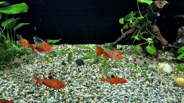 Vibrant Serpae Tetras and Corydoras catfish swimming in a planted freshwater aquarium with natural gravel, driftwood, and aquatic plants. Ideal for nature themes