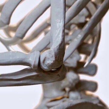Biomechanics of the upper limb- flexion and extension of the elbow