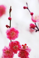 八重咲きの紅梅のクローズアップ　白背景
