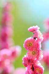 八重咲きの紅梅