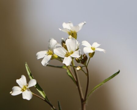 Arabidopsis arenosa (syn. Cardaminopsis arenosa) growing on a railway embankment