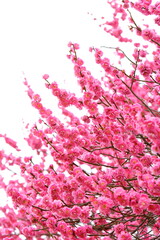 満開の八重咲きの紅梅　白背景