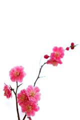 八重咲きの紅梅　白背景