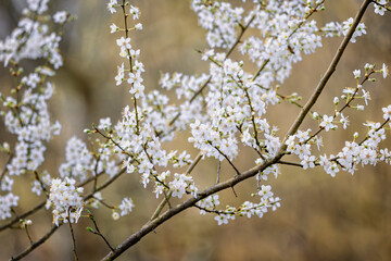Obraz premium Mass of white and yellow Blackthorn blossom on shrub in nature reserve in Wiltshire UK in february 2026