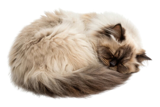 Peaceful fluffy himalayan cat sleeping curled up in cozy ball. This adorable sleepy feline pet with long hair rests comfortably isolated on transparency background