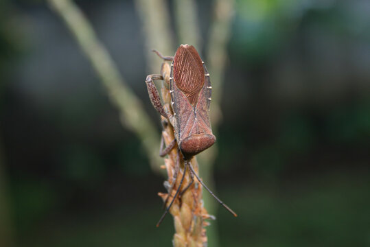 A brown leaf footed bug perched on a dry plant stem