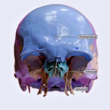 Bones of the neurocranium
