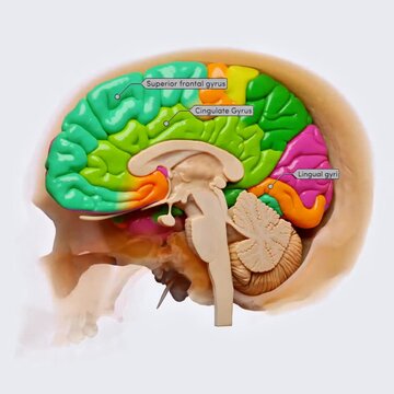 Cerebral gyri