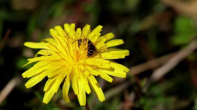 Real time macro footage of Lasioglossum sp sweat bee gathering pollen from Taraxacum officinale dandelion flower during winter daylight in Himachal Pradesh India.