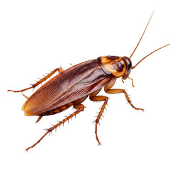 Cockroach crawling with detailed brown exoskeleton and spiked legs