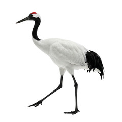 Obraz premium Red-crowned crane walking with elegance and poise in profile view