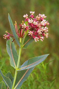 Sullivant's milkweed, Asclepias sullivantii, in bloom.