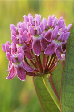 Sullivant's milkweed, Asclepias sullivantii