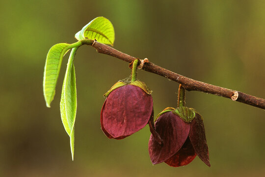 Paw Paw, Asimina triloba, flowers.