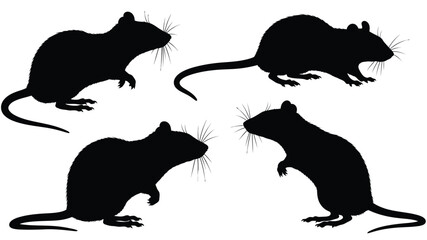 Four black rats in various poses a striking silhouette © MdMosharef